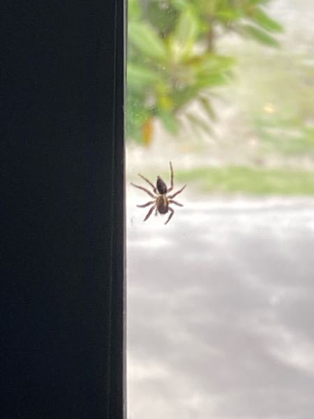この蜘蛛っていいやつですか？