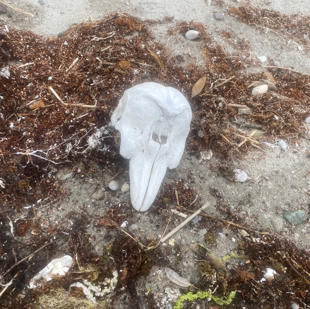 先日、浜辺で何かの動物と思われる頭蓋骨を発見したのですがずっと何の動物か気になって仕方がないです。詳しい方いらっしゃれば教えていただきたいです。よろしくお願いします。
