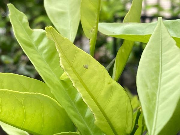 柑橘の葉の裏に付いてる小さい（2〜3mmくらい）白い虫ですが、何という虫でしょうか？ また、柑橘の木にとって害虫でしょうか