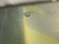 ここ1週間ほどでメダカのお腹がパンパンになってしまいました 現 Yahoo 知恵袋