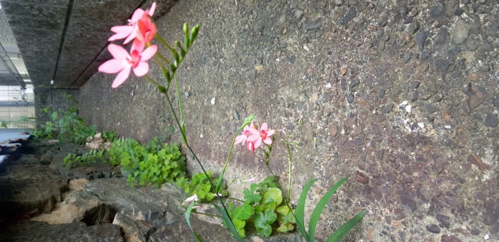 この可愛い小さな花の名前を教えてください。石の間や、土のほとんどない所でも毎年さいてきます。