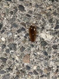 道路を横切る茶色い毛虫 道路をよく横切ろうとしてる茶色い毛虫います Yahoo 知恵袋