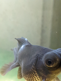 金魚の白点病が治療中に再発しました 飼っている金魚3匹が白点病 Yahoo 知恵袋