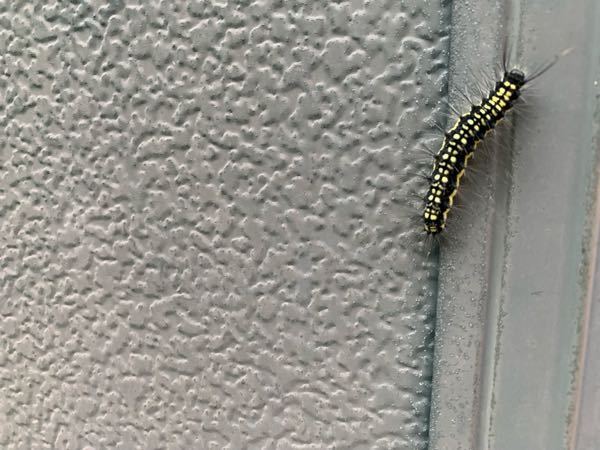これはなんの虫ですか。。。 壁にたくさんいて気持ち悪いです、。