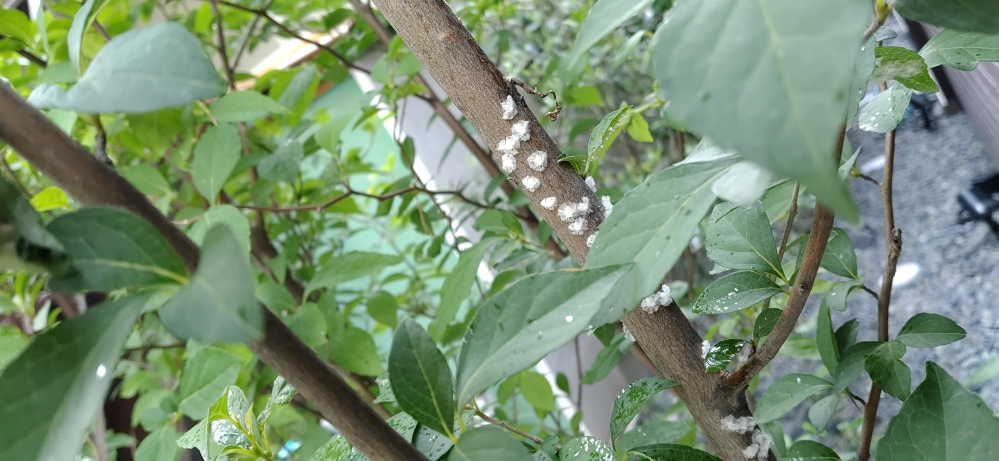 家の木に綿みたいなものが大量についています いつの間についたかわかりませ Yahoo 知恵袋