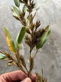 竹の花ですか おしべはありませんでした 詳しい方いらっしゃいました Yahoo 知恵袋