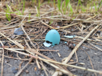道端で割れて落ちてました 羽化したあとっぽいです
これはなんの鳥の卵ですか？
