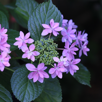 この花の名前と花言葉教えてください ガクアジサイ ダンスパーティー Yahoo 知恵袋