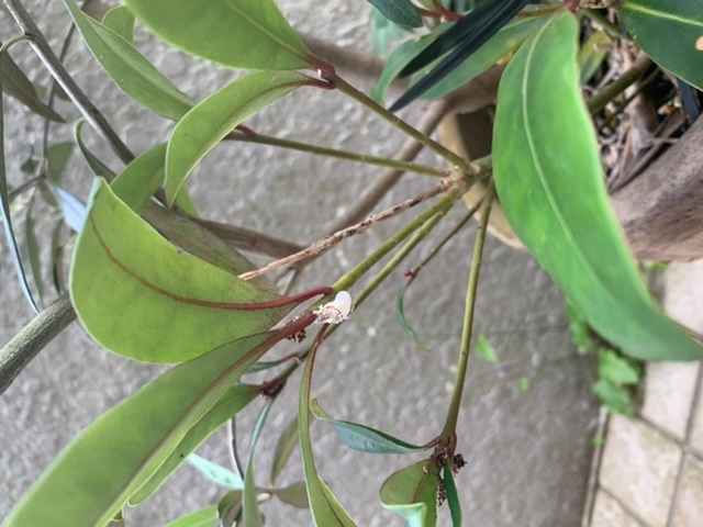 この虫はなんですか？ まゆでしょうか、幼虫でしょうか？
