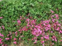 庭に芝桜植えようと思います 芝桜は年々増えていくと聞きいいなと Yahoo 知恵袋