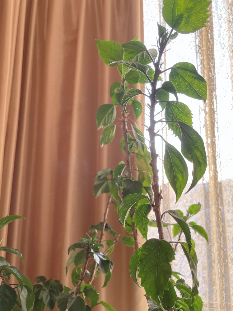 3年目のハイビスカスの背丈が年々伸びてきて、背丈を抑えたいのですが、枝を切っても良いのでしょうか？枝先からは新しい葉や、蕾も見えはじめています。アドバイスお願いします。