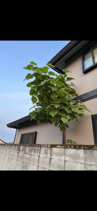 これはなんの木でしょうか どんどん大きくなります 桐 桐 Yahoo 知恵袋