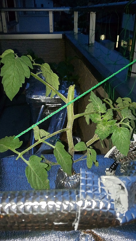 水耕栽培でトマトを育てています。 メインの茎がぽっくり折れてしましました。 そこはちぎりました。 このままにしておけば、そこからまた、伸びてくるのでしょうか？ 諦めて新しい苗からやったほうがよいのでしょうか？ 助けてください。