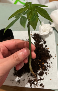 パキラについてです ダイソーで写真のパキラを購入したのですが Yahoo 知恵袋