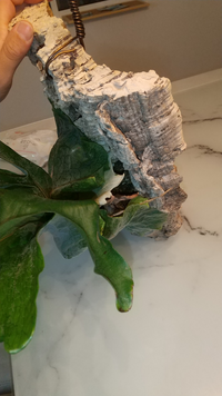 ビカクシダグランデの成長点について グランデの貯水葉の新葉がしはまらく出 Yahoo 知恵袋