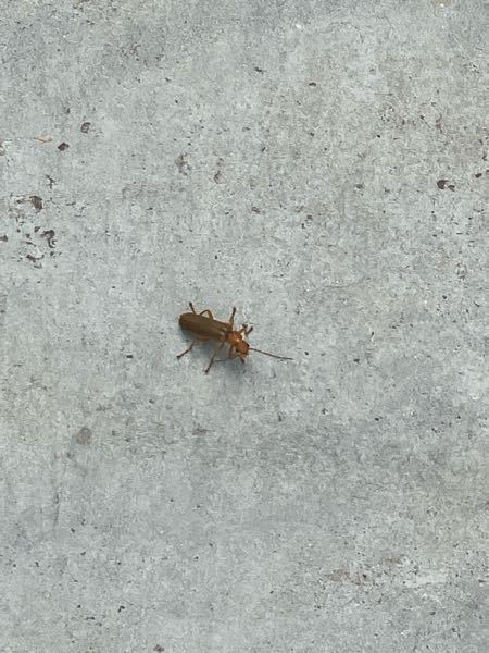 これはなんという虫ですか？