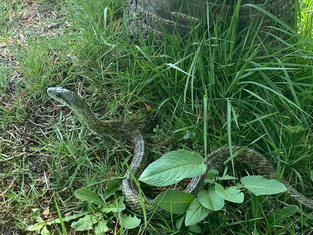 このヘビは なんてヘビでしょうか