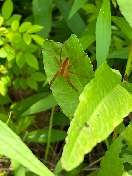 この蜘蛛さんはなんでいう名前ですか？ 晴れたお昼時にやぶの近くの草むらに居ました