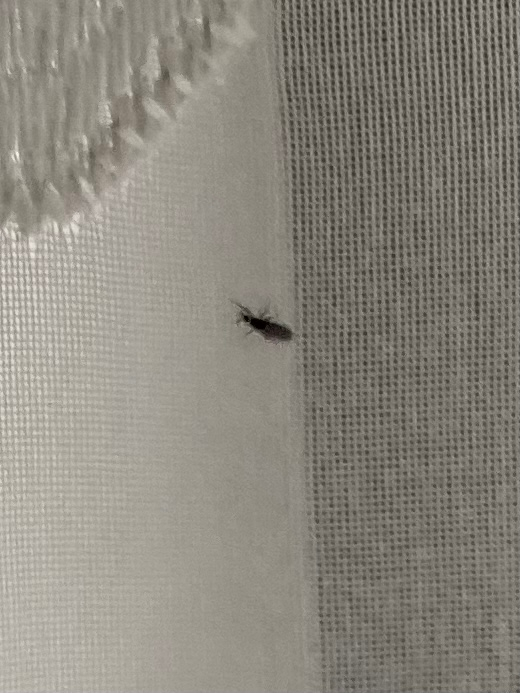 この虫がよくカーテンにいます。 何かわかる方教えて下さい！