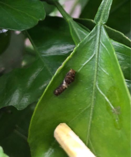 この幼虫は何の幼虫でしょうか？ ミカンの木にたくさんいます。葉っぱが食べられてるのは、この幼虫の仕業なのでしょうか？ とりあえす目についたのは取り除きましたが、また寄ってくるのでしょうか？