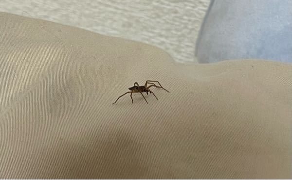 この蜘蛛の種類はなんですか？ 気がついたら布団の上にいました。最初はよく見る蜘蛛と同じようにトコトコ歩いてましたが、布団が動いたりして何か気配を察知すると見たことない速さで逃げ回っていました。 家の中では初めて見た種類なので怖すぎて潰した今もドキドキして眠れません