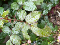 薔薇の初心者です新しい葉が丸く虫に食べられているようになってい Yahoo 知恵袋