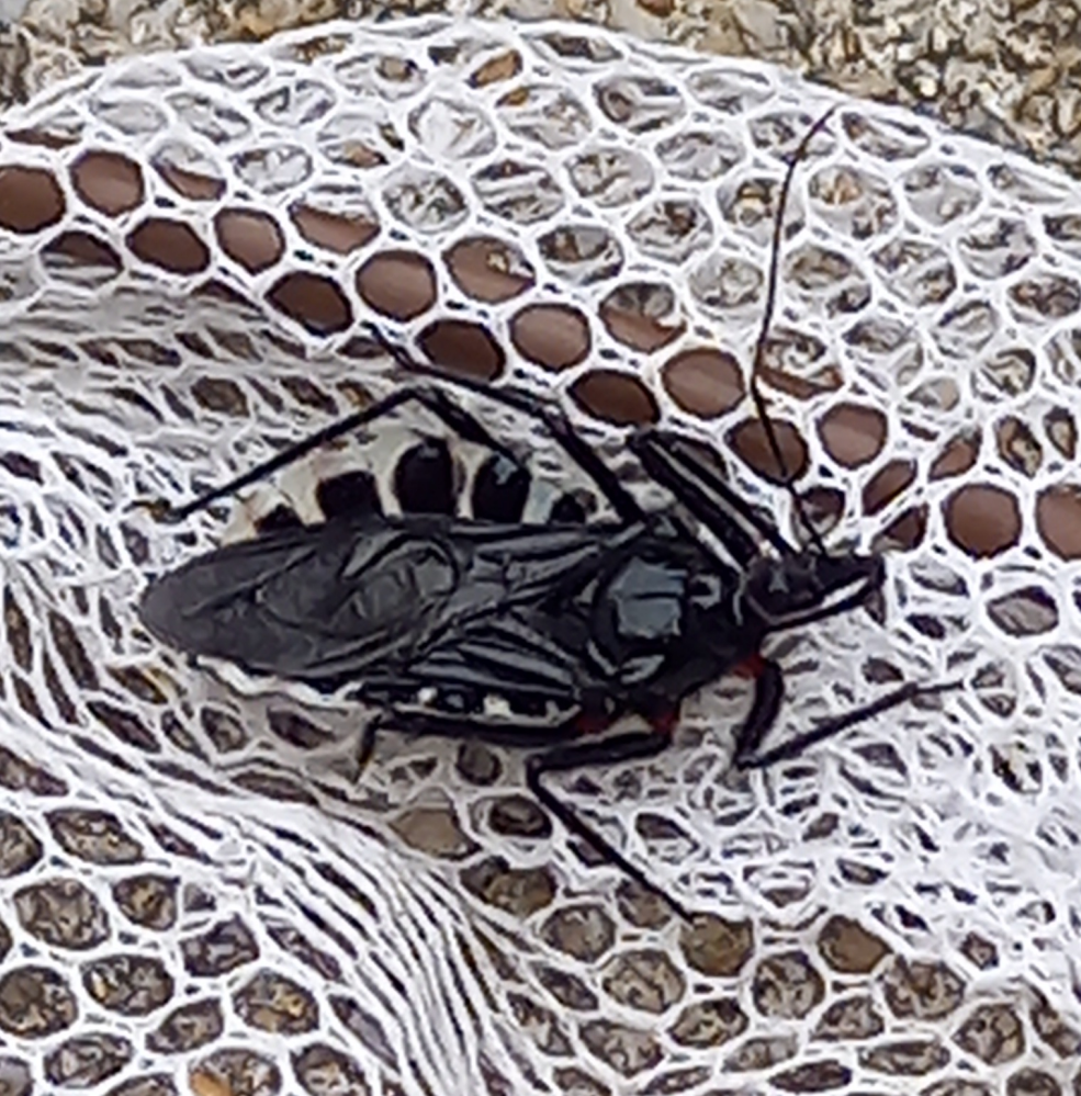 この虫は、何て言う虫ですか？