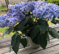 母の日に買った紫陽花をひと回り大きな鉢に植え替えをしたいのですが 咲いて Yahoo 知恵袋