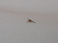 こんにちは 今日ベッドで寝転がっていたら 耳の上に虫のようなも Yahoo 知恵袋