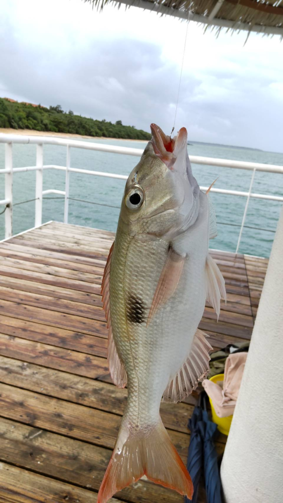 この魚はなんという魚でしょうか？ 5月に石垣島で釣れました。
