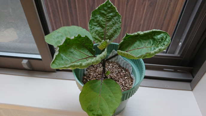 初めてナスを栽培していてわからないのですが、葉っぱがくしゃくしゃですが正常ですか？ ハイポニカの液肥で育ててます。