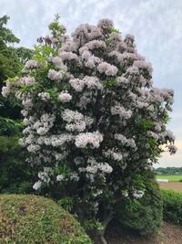 いつも色々な花について教えて頂きありがとうございます 今 Yahoo 知恵袋