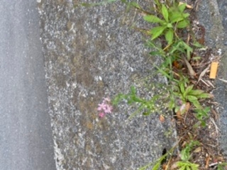 こちらはなんと言う花でしょうか？マツバウンランくらいの大きさです。道端に生えていました。画像が荒くてすみません。