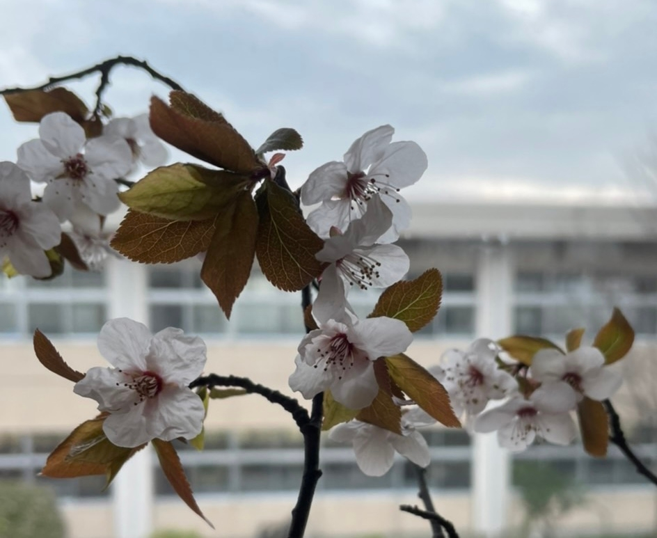 この桜（？）の名前わかる方いますか？？