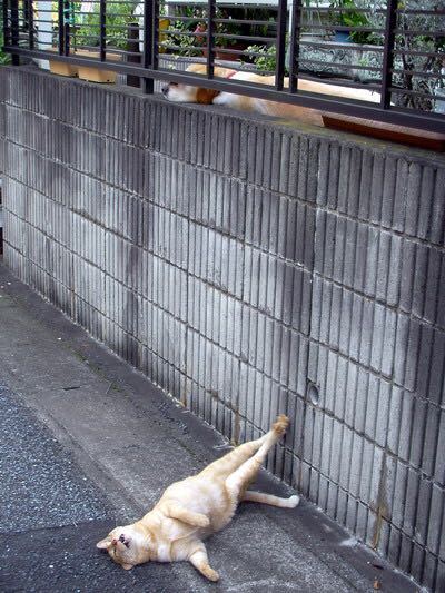 この画像には「隣家の犬をからかう猫」というタイトルがついていたのですが、ネコちゃんは本当にワンちゃんをからかっているのですか？