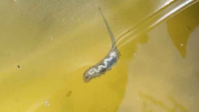 この虫は何ですか？ボウフラの湧いたバケツの中でウニョウニョ動いてます。バケツの壁にくっついてる個体は、お尻から水面まで管伸ばして呼吸してるみたいです。芋虫状の足もあるようです。