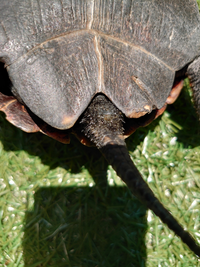 子ガメがえさをまったく食べません どうしたら良いか教えてくださ Yahoo 知恵袋