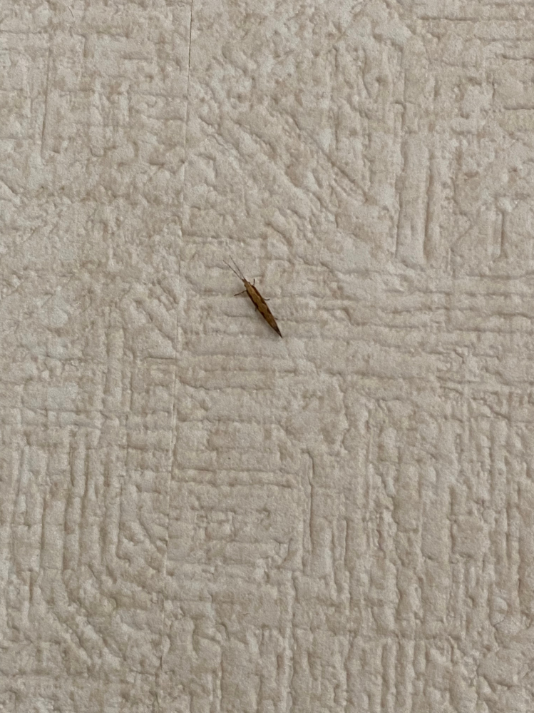 この虫はなんですか？ 最近家の中でたくさん見つけます。困っています。