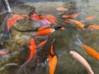 金魚がせわしなく左右に行ったり来たりしているのですが 食欲 Yahoo 知恵袋