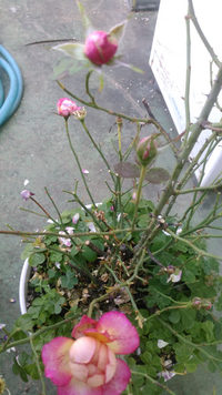 バラの葉がとれ 花が白っぽくなり枯れるのですが原因と対処法はあ Yahoo 知恵袋