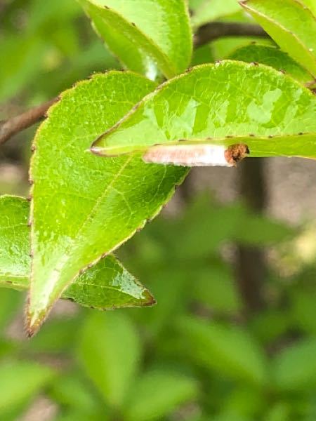 庭のヒメシャラに、写真のような虫？が付いていました。 カイガラムシのようにも見えるのですが、いまいちハッキリと分かりません。 大きさは1.5cm位です。 名前と、駆除する薬品のオススメをお願いします。 昨年秋に植え、4月と5月の上旬にベニカベジフル乳剤で消毒は行なっています。
