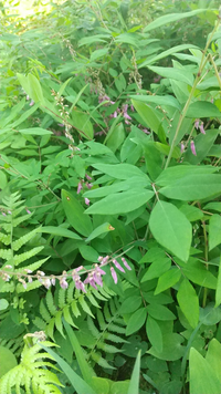 この花の名前を教えてください ニワフジ Yahoo 知恵袋