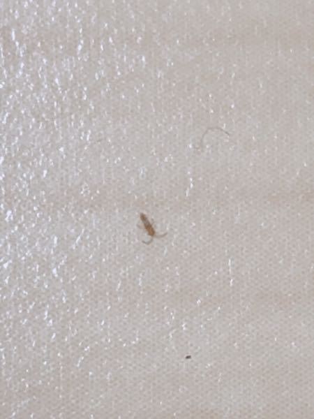 この虫が何か分かる方、教えて頂きたいです。最近室内に大量発生して困っています。ものすごく小さいですが、何が原因か分かりません。