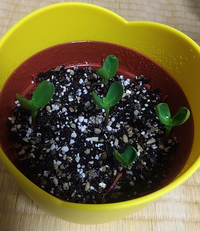 ミニひまわり栽培セットを買いました１７日 火 午前中に植えて今日で６日目 Yahoo 知恵袋