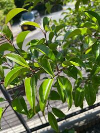 質問失礼します 庭に鳥さんが運んできたのか 勝手に育った植物があります Yahoo 知恵袋