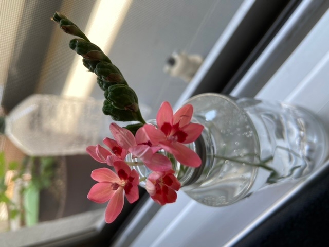 このお花の名前が知りたいです フリージア ラクサ Yahoo 知恵袋