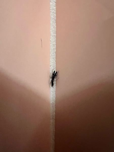 トイレにいた虫についでです。 怖いので答えが知りたくなりました... トイレから出る時気付いたのですが、角に蟻のような、アリじゃないような変な虫が止まっていました。 イメージとしては、アリの頭をムカデの口か、クワガタのツノに置き換えた感じです。 あと、アリにしては大人しすぎる気がします。 何かわかる方いましたら教えてくださいm(_ _)m