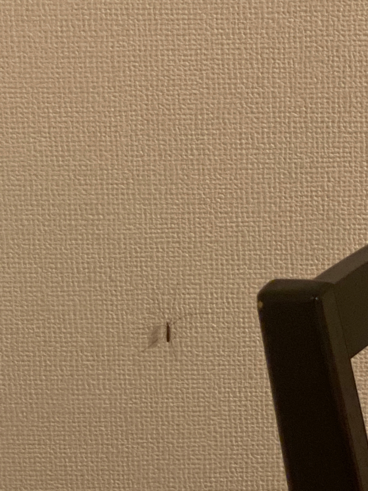 【至急】 この虫がリビングの壁にいるんですけど人間は害は無いですか！？また、処理方法教えて欲しいです・・・気持ち悪くて触れません