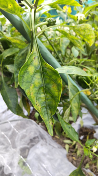 ピーマンです 葉が縮れてきました 病気か何かでしょうか ほっと Yahoo 知恵袋