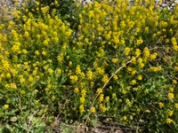 今の時期 野辺山高原に咲いている黄色い花の名前を教えてください Yahoo 知恵袋